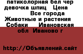 патиколорная бел/чер девочка шпиц › Цена ­ 15 000 - Все города Животные и растения » Собаки   . Ивановская обл.,Иваново г.